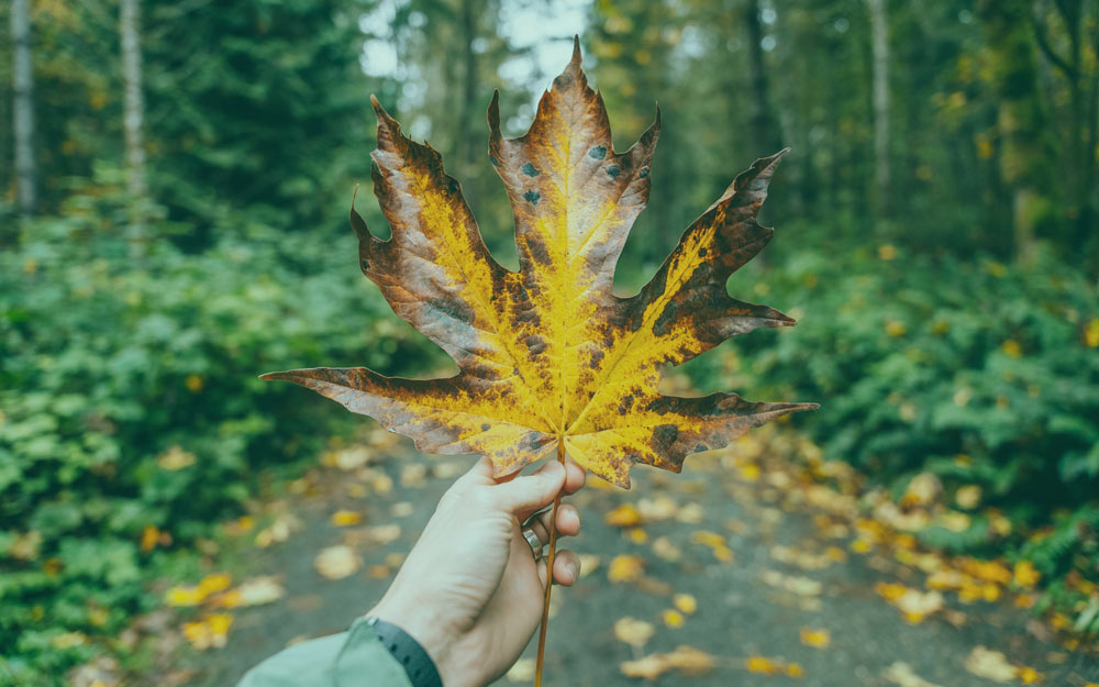 large unique fall leaf